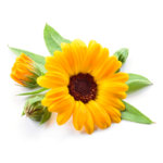 P'URE Papayacare Baby Calendula Flower Extract