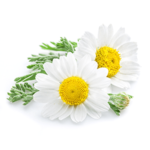 P'URE Papayacare Baby Camomile Flower Extract