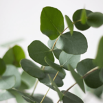 Australian Creams Floral Hand Cream Eucalyptus Oil