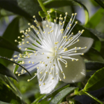 G&M Cleansing Range Lemon Myrtle Oil