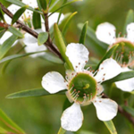 Australian Creams MKII Lemon Tea Tree Oil