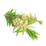 Australian Creams Floral Hand Cream Tea Tree Oil